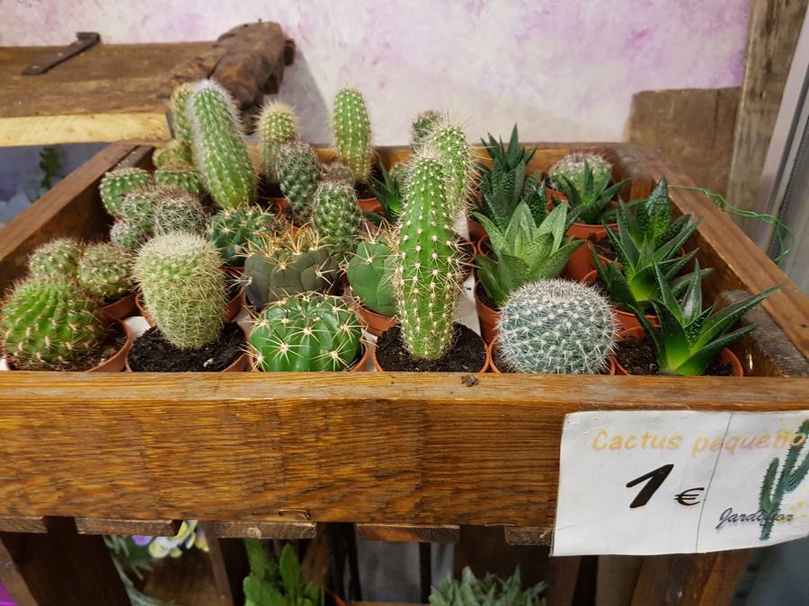Cactus pequeño 